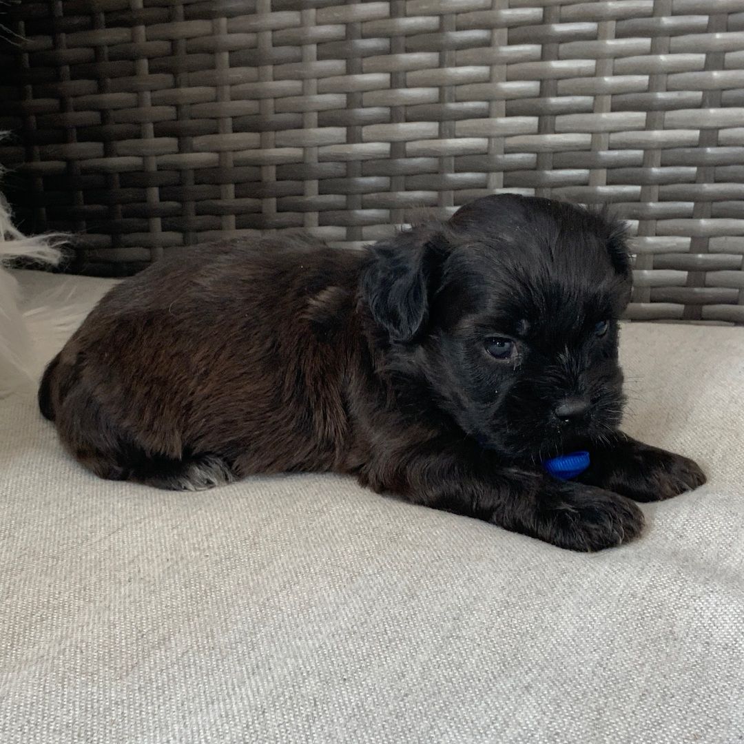 Leo – Bold Male Shih Tzu Puppy - Image 2