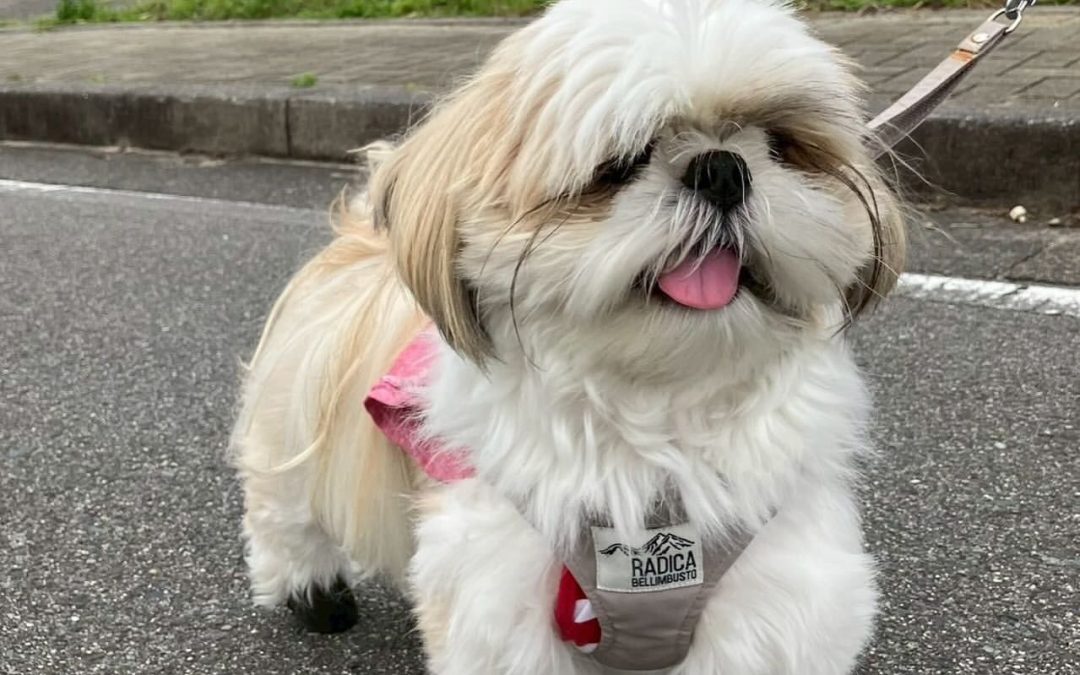 Adorable Shih Tzu Puppies for Sale