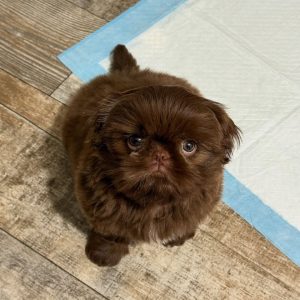 Cocoa – Playful Male Shih Tzu Puppy