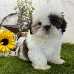 Finn – Happy Male Shih Tzu Puppy