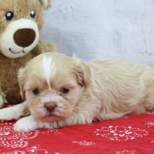 Teddy – Gentle Male Shih Tzu Puppy