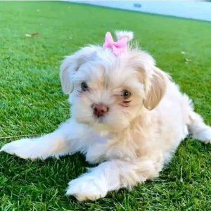 Rosa - Female Shih Tzu puppy