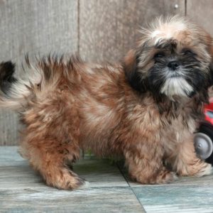 Oliver– Gentle Male Shih Tzu Puppy