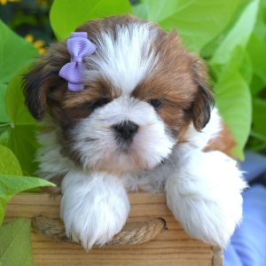 Lulu – Sweet Female Shih Tzu Puppy