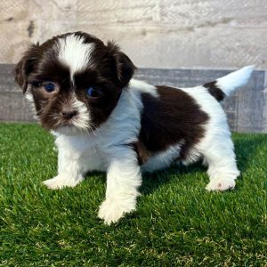 Pippin – Energetic Male Shih Tzu Puppy