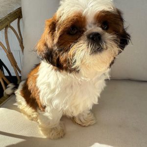 Milo – Adorable Male Shihtzu Puppy