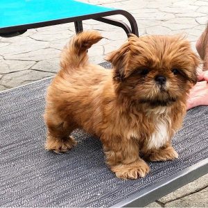 Peaches – Sweet Female Shihtzu Puppy