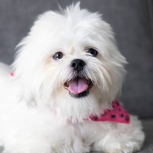 Sandy– Adorable Female Shih Tzu Puppy