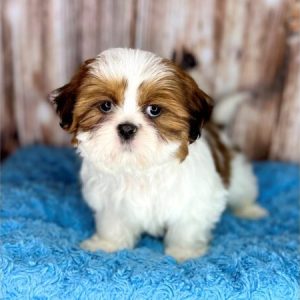 Suzy- Adorable Female Shihtzu puppy