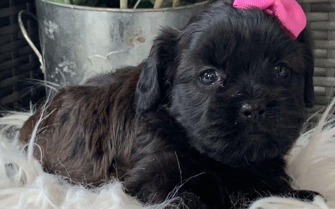 shih tzu puppies for sale in new york